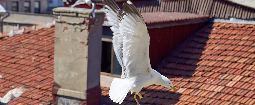 Residential Chimney Animal Removal Solution in Pleasant Hill, CA