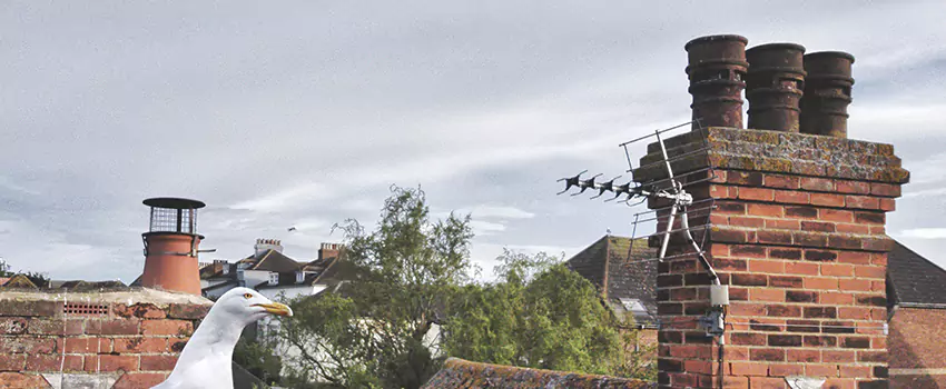 Chimney Cleaning And Restoration in Pleasant Hill, California